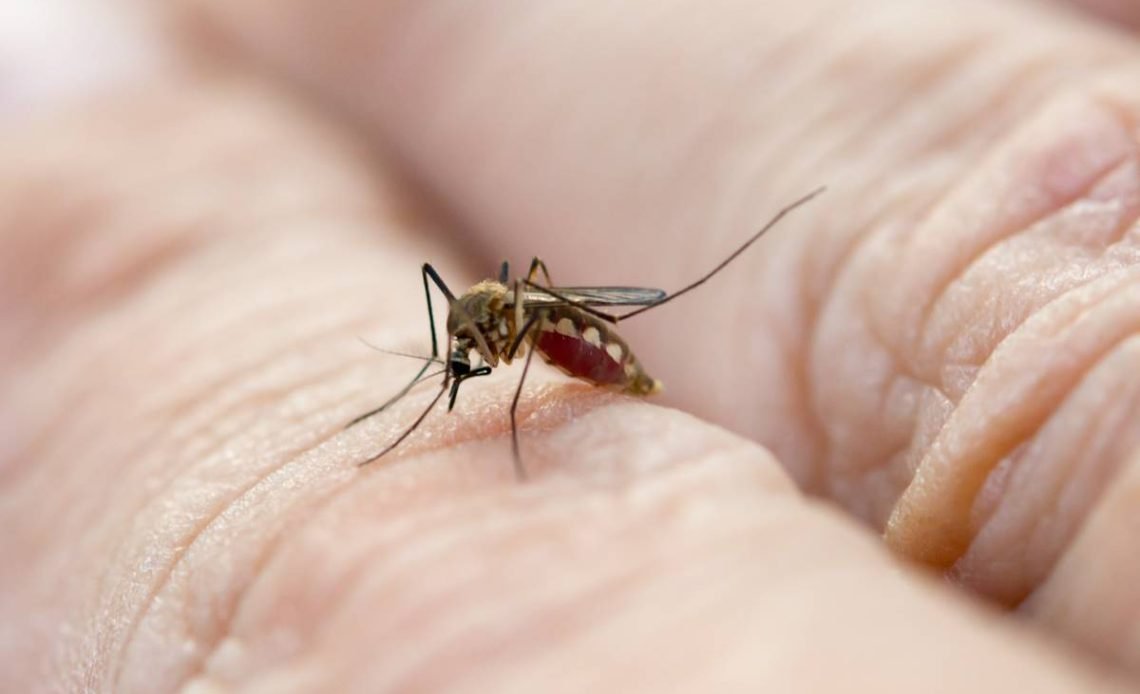 zika virüsü