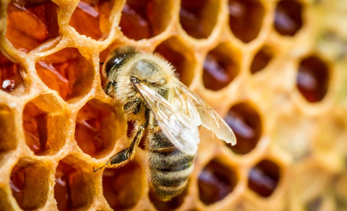 arılar nasıl bal yapar
