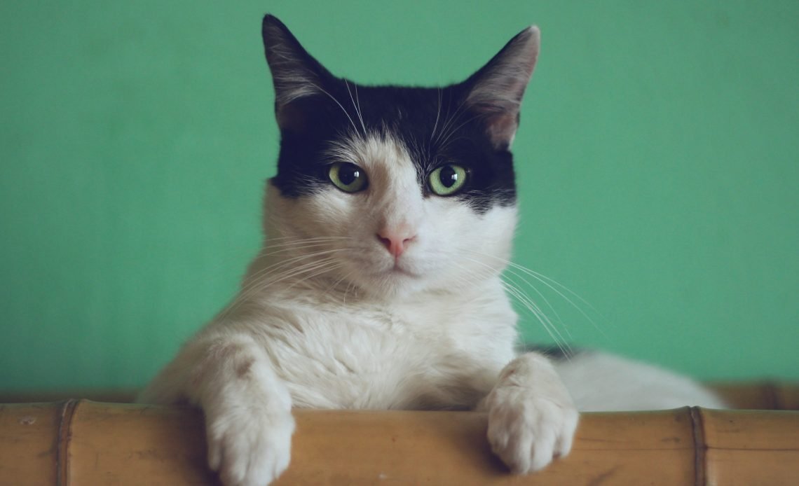 erkek kedi isimleri