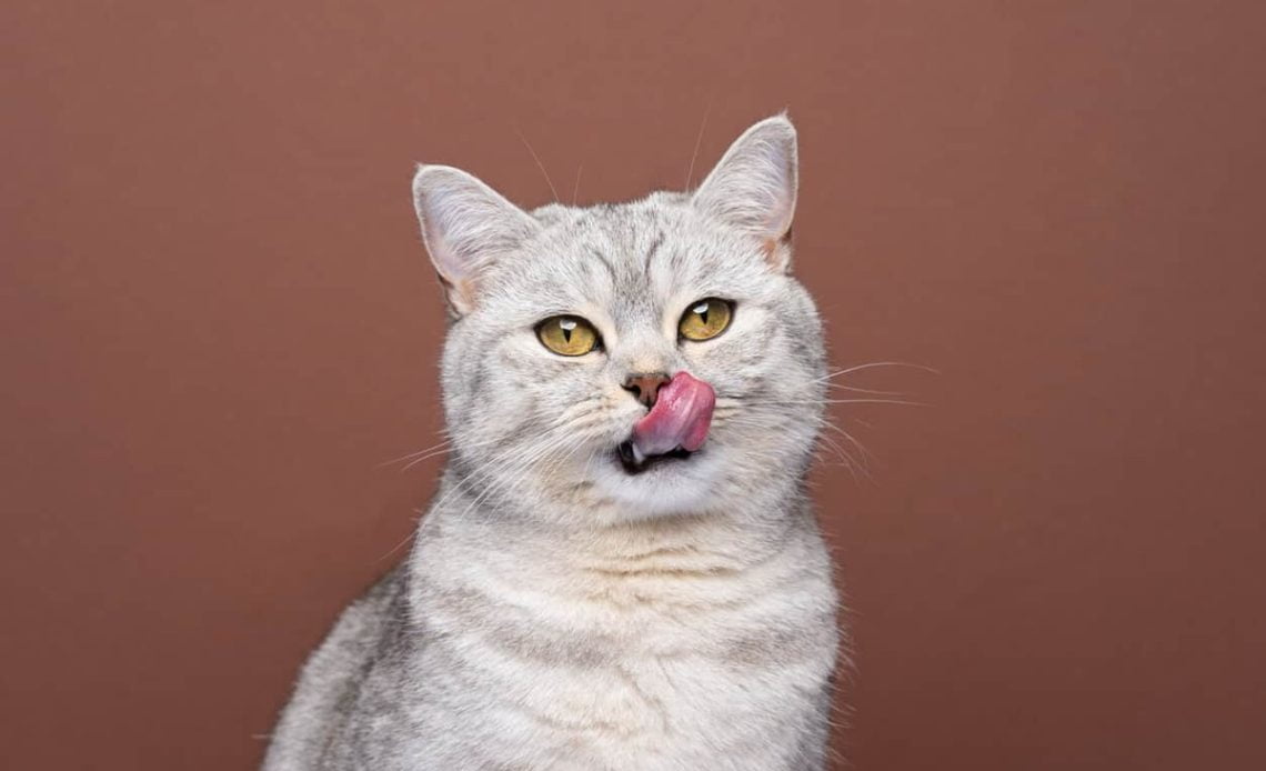 kedi maması