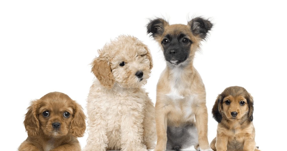 dişi köpek isimleri