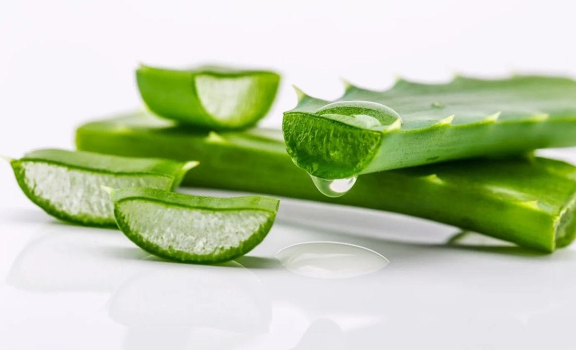 Aloe Vera