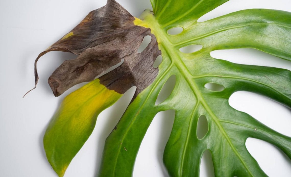 Monstera Neden Sararır