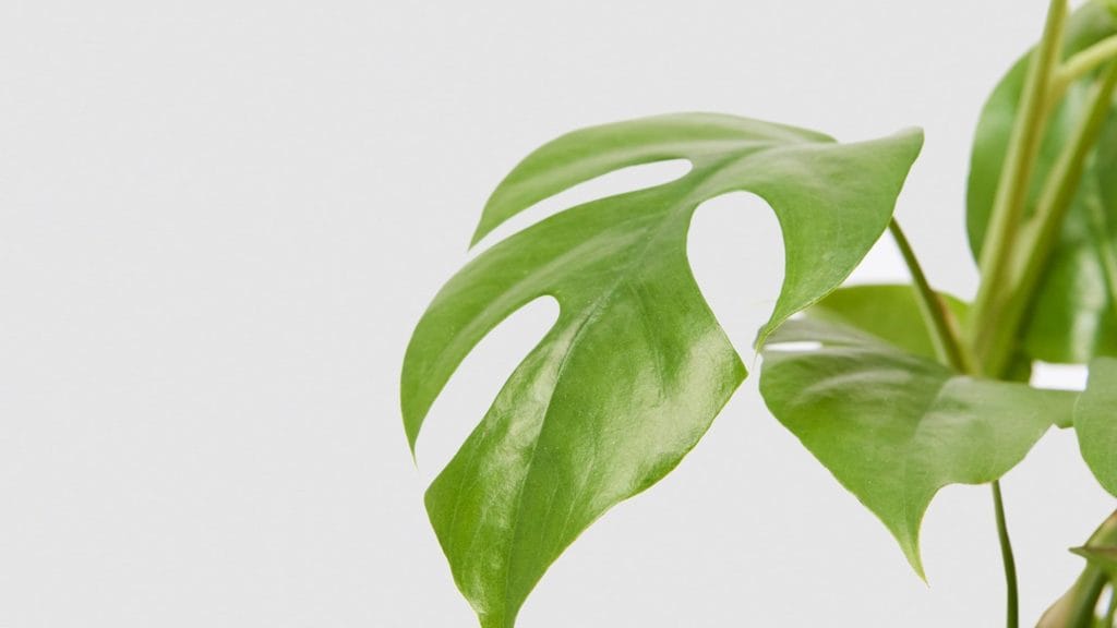 Monstera Neden Sararır