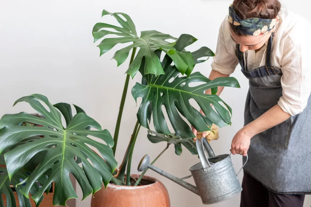 Monstera Neden Sararır
