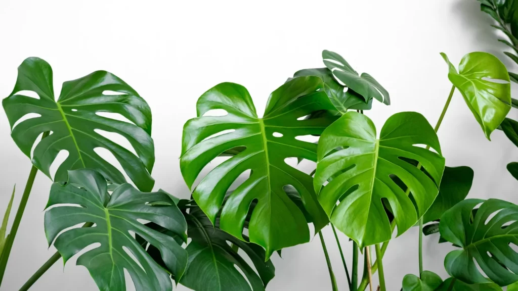 Monstera Neden Sararır