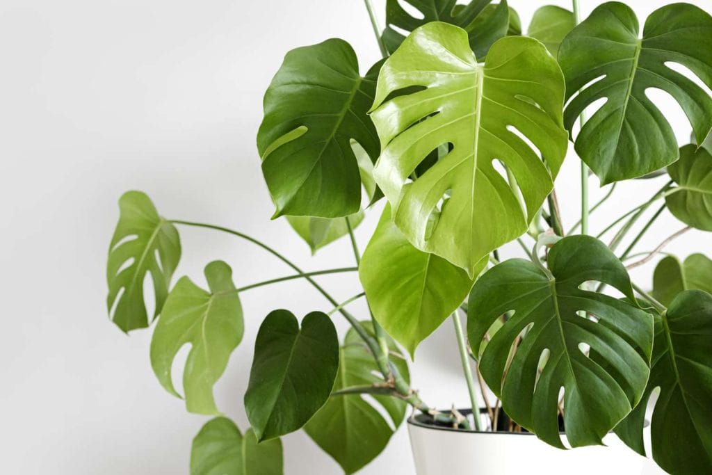 Monstera Neden Sararır