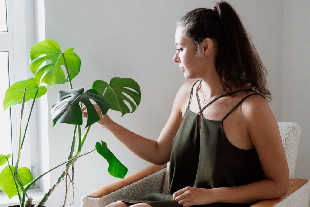 Monstera Neden Sararır